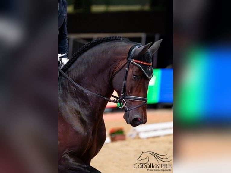 PRE Mix Hengst 5 Jaar 170 cm Bruin in Cordoba