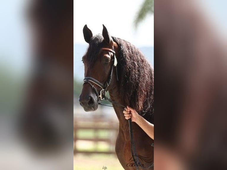 PRE Mix Hengst 5 Jaar 170 cm Bruin in Cordoba