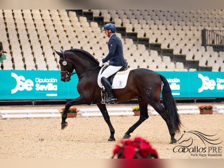 PRE Mix Hengst 5 Jaar 170 cm Bruin in Cordoba