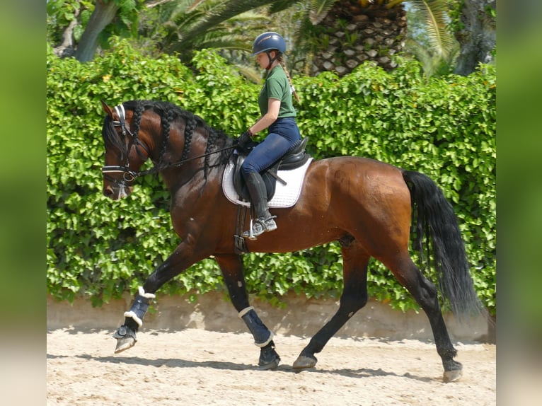 PRE Hengst 5 Jaar 170 cm Donkerbruin in Barcelona