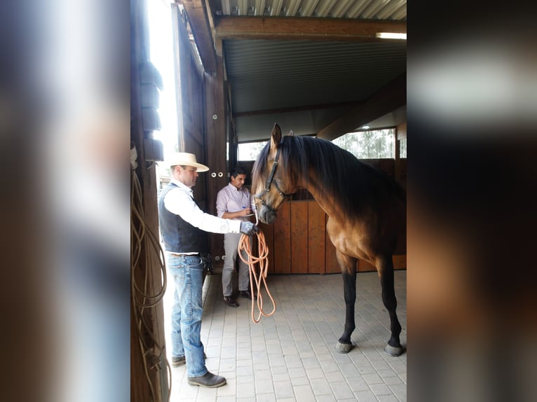 PRE Mix Hengst 5 Jaar 170 cm Falbe in Steinebach