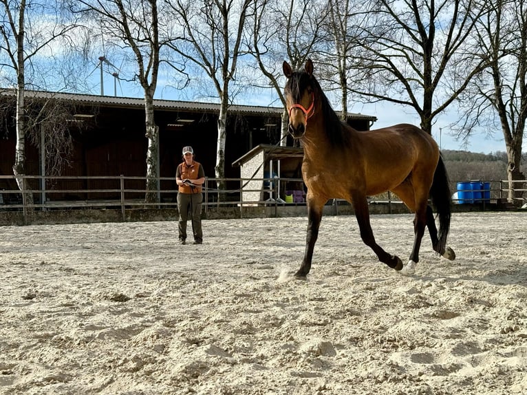 PRE Mix Hengst 5 Jaar 170 cm Falbe in Steinebach