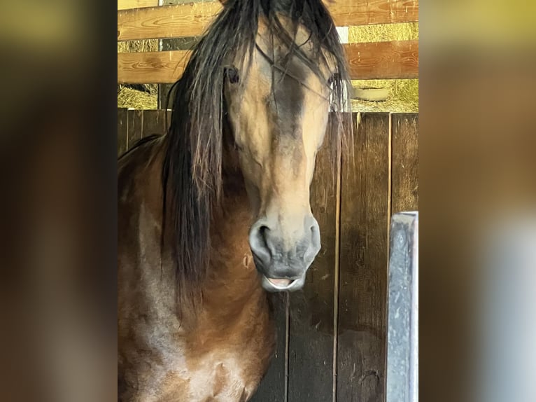 PRE Mix Hengst 5 Jaar 170 cm Falbe in Steinebach