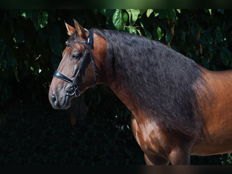 PRE Hengst 5 Jaar 170 cm Roodbruin in Granollers