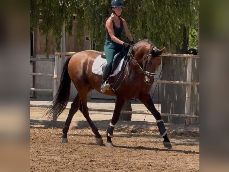 PRE Hengst 5 Jaar 170 cm Roodbruin in Granollers
