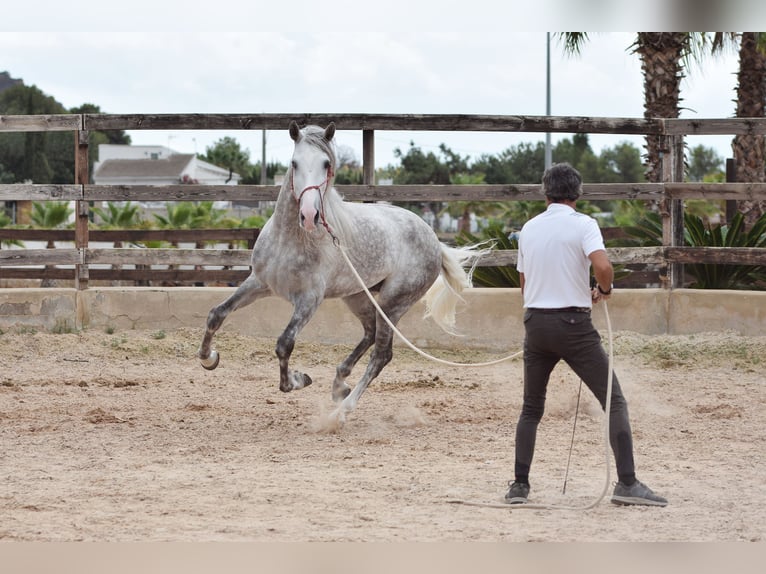 PRE Hengst 5 Jaar 170 cm Schimmel in Valencia