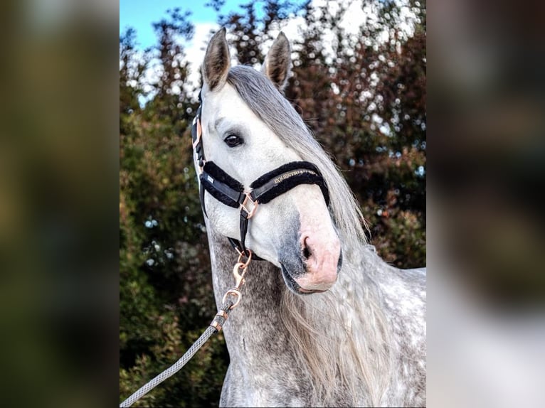 PRE Hengst 5 Jaar 170 cm Schimmel in Valencia