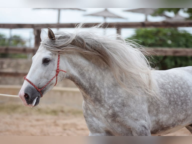 PRE Hengst 5 Jaar 170 cm Schimmel in Valencia