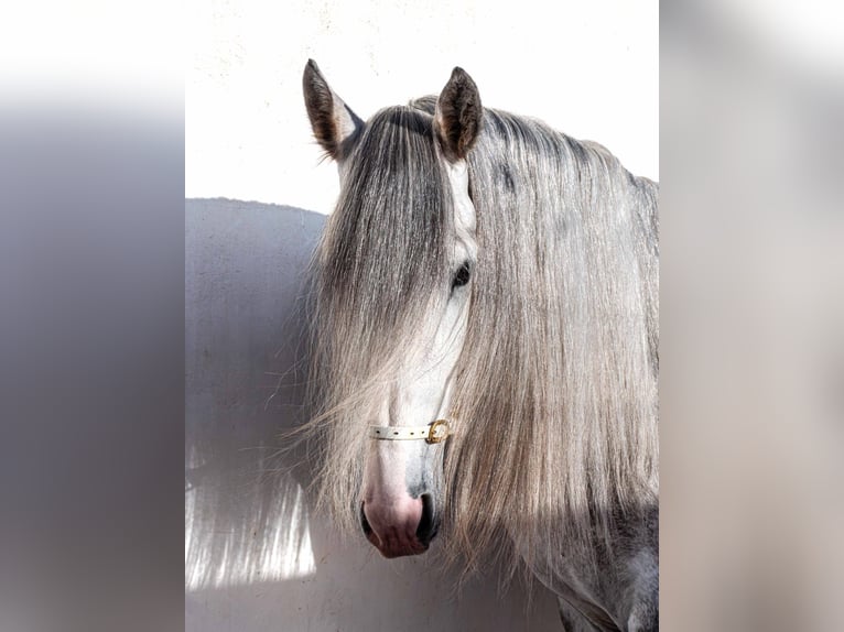 PRE Hengst 5 Jaar 170 cm Schimmel in Valencia