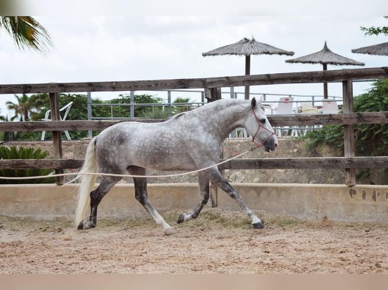 PRE Hengst 5 Jaar 170 cm Schimmel in Valencia