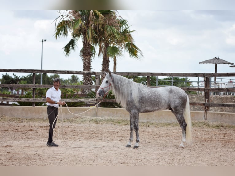 PRE Hengst 5 Jaar 170 cm Schimmel in Valencia