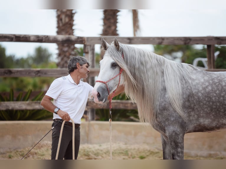 PRE Hengst 5 Jaar 170 cm Schimmel in Valencia