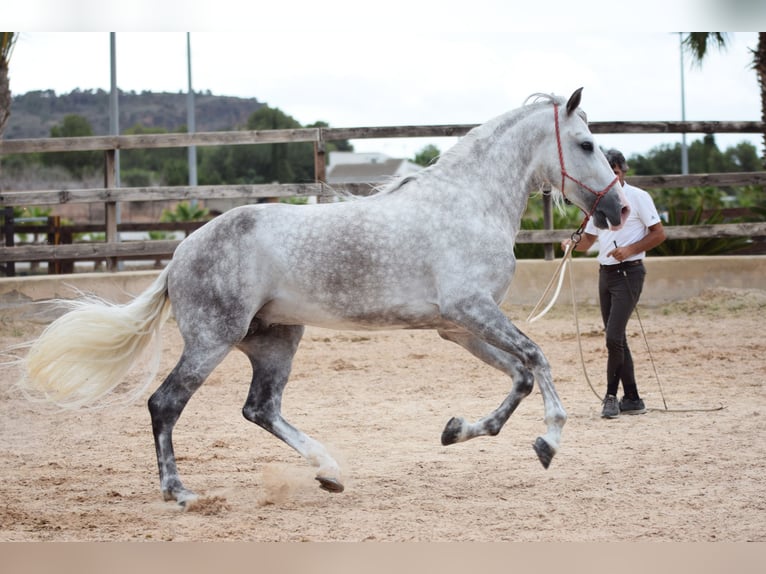 PRE Hengst 5 Jaar 170 cm Schimmel in Valencia