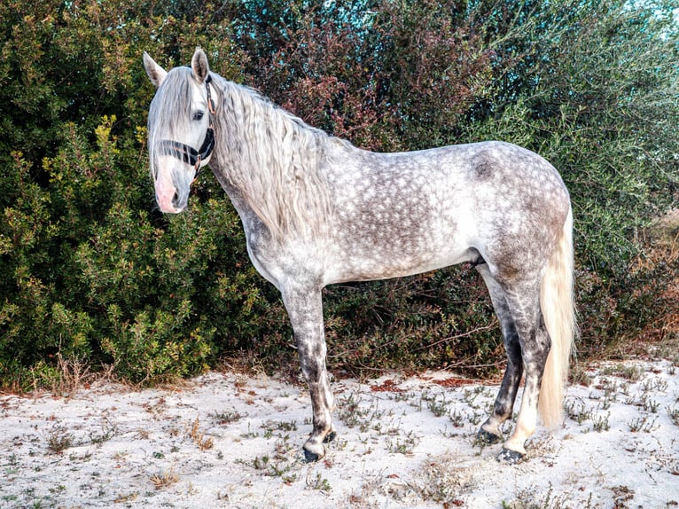 PRE Hengst 5 Jaar 170 cm Schimmel in Valencia