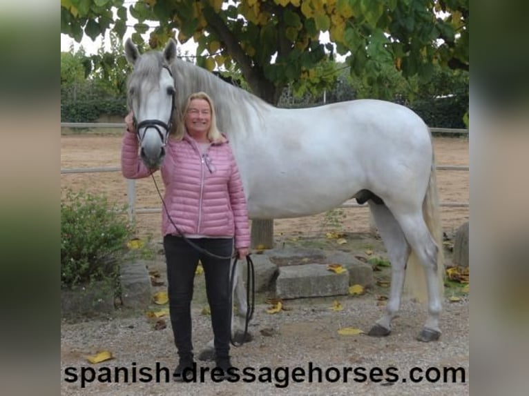 PRE Hengst 5 Jaar 170 cm Schimmel in Barcelona