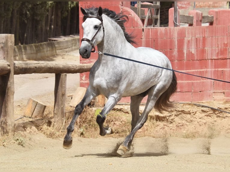 PRE Hengst 5 Jaar 170 cm Schimmel in Provinz Granada