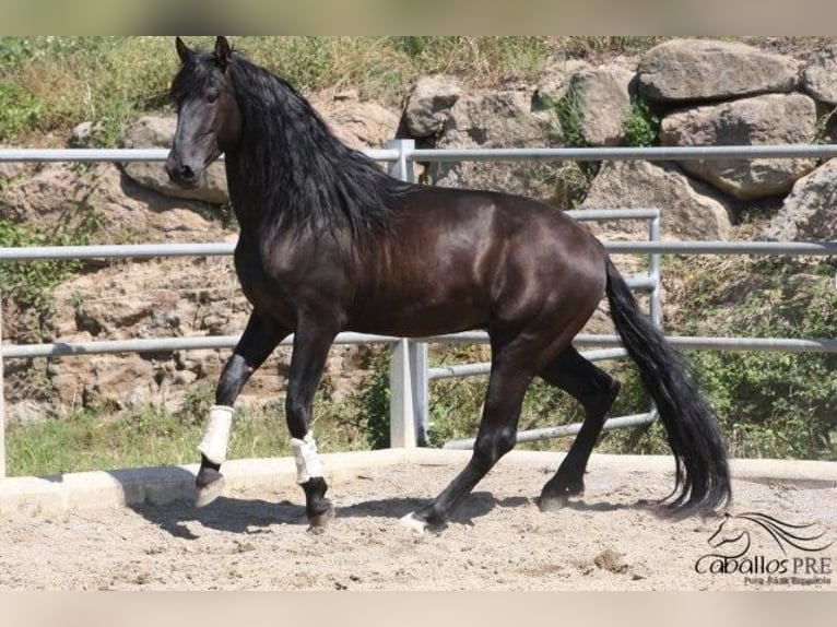 PRE Hengst 5 Jaar 170 cm Zwart in Barcelona