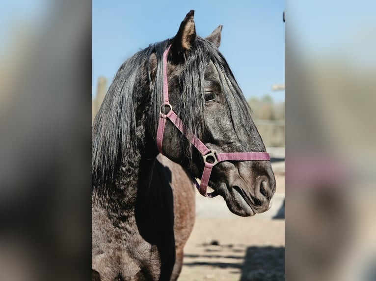 PRE Mix Hengst 5 Jaar 170 cm Zwart in Thyrow