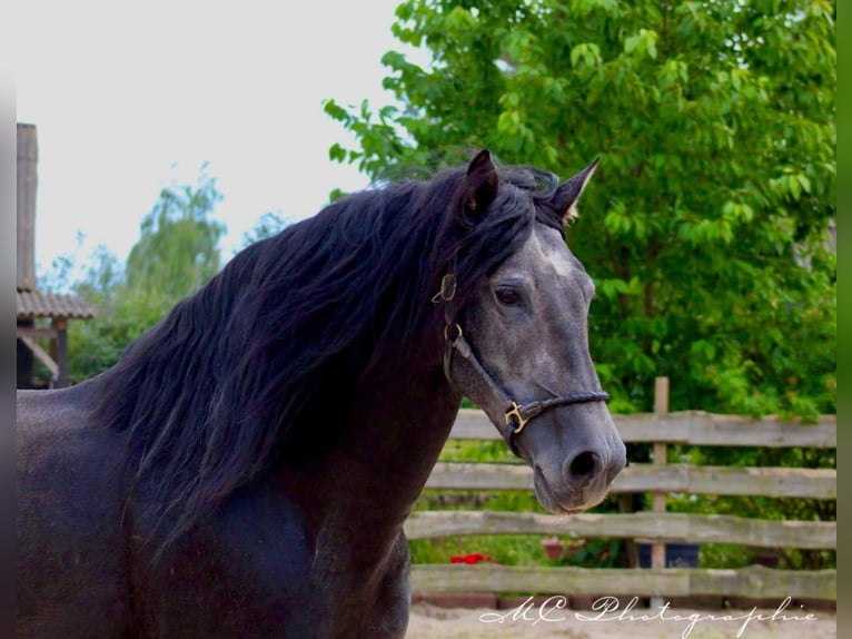 PRE Hengst 5 Jaar 170 cm Zwartschimmel in Brandis