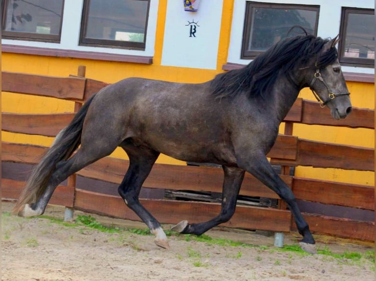 PRE Hengst 5 Jaar 170 cm Zwartschimmel in Brandis