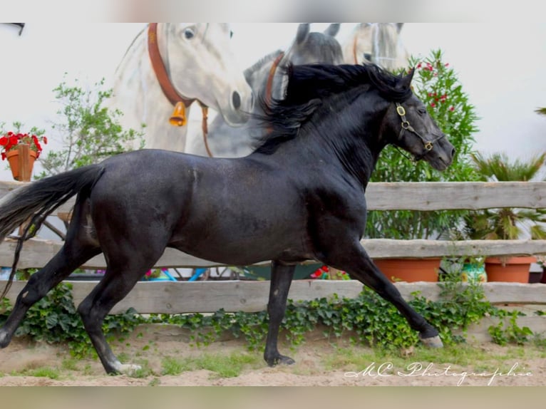 PRE Hengst 5 Jaar 170 cm Zwartschimmel in Brandis