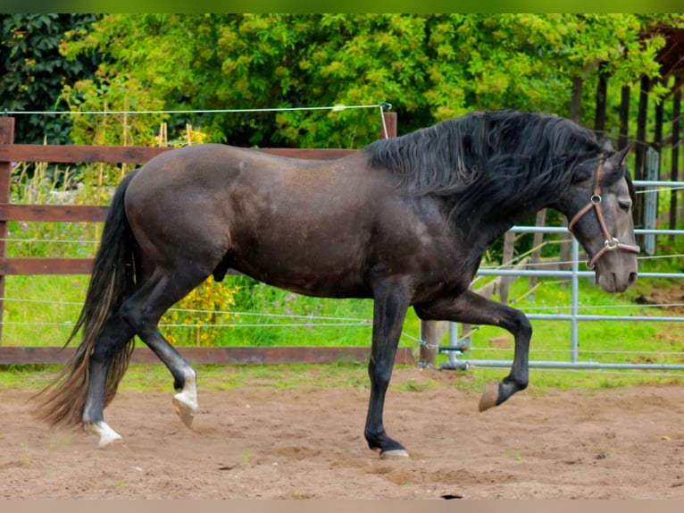 PRE Hengst 5 Jaar 170 cm Zwartschimmel in Brandis