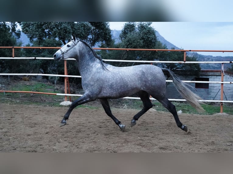 PRE Hengst 5 Jaar 171 cm Appelschimmel in MADRID , LA CABRERA