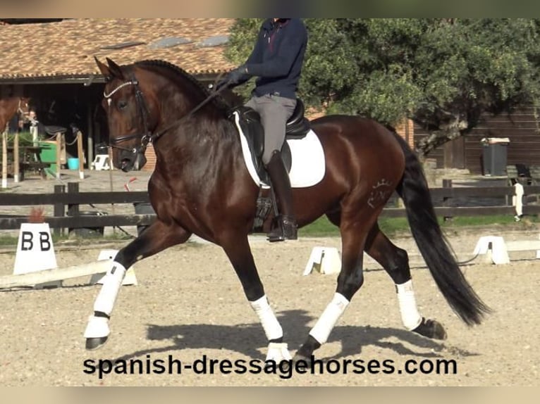 PRE Mix Hengst 5 Jaar 171 cm Bruin in Barcelona