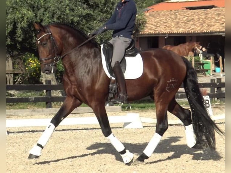 PRE Mix Hengst 5 Jaar 171 cm Bruin in Barcelona