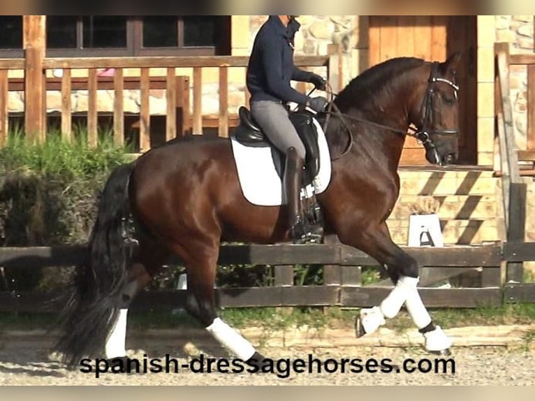 PRE Mix Hengst 5 Jaar 171 cm Bruin in Barcelona