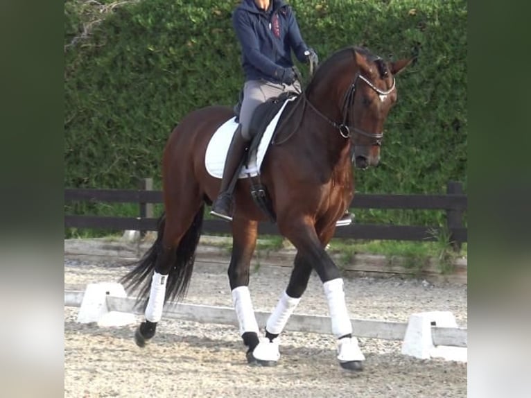 PRE Mix Hengst 5 Jaar 171 cm Bruin in Barcelona