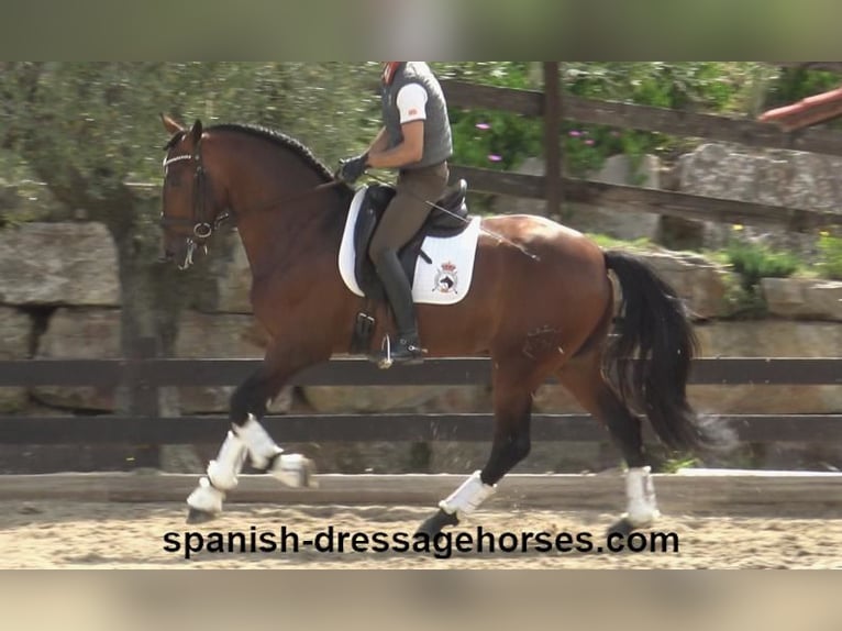 PRE Mix Hengst 5 Jaar 171 cm Bruin in Barcelona