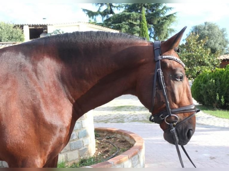 PRE Mix Hengst 5 Jaar 171 cm Bruin in Barcelona