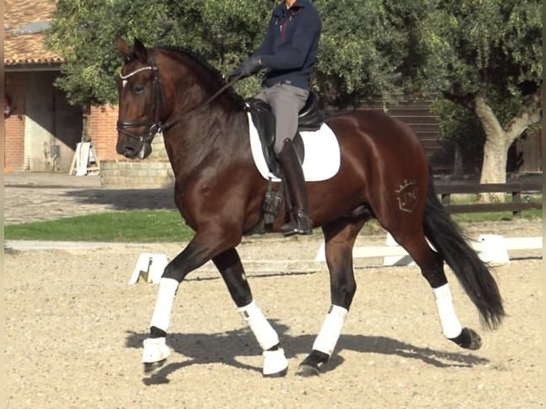 PRE Mix Hengst 5 Jaar 171 cm Bruin in Barcelona