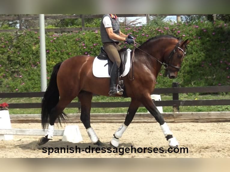 PRE Mix Hengst 5 Jaar 171 cm Bruin in Barcelona