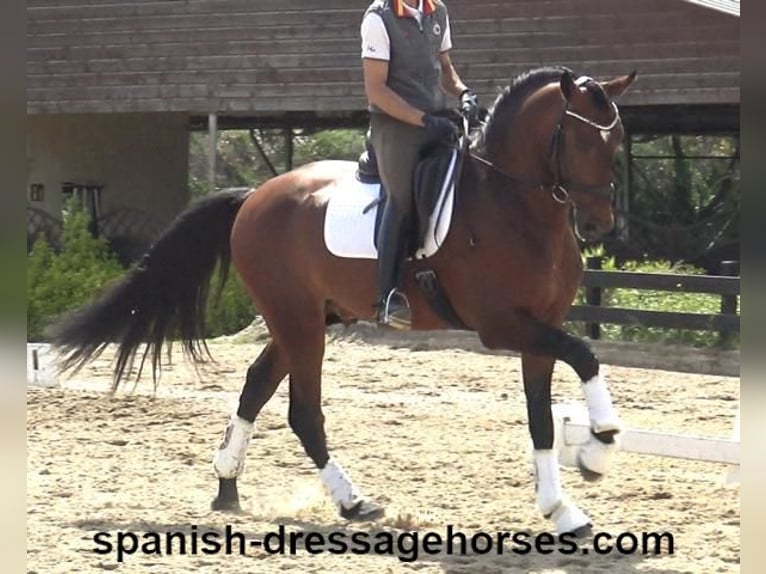 PRE Mix Hengst 5 Jaar 171 cm Bruin in Barcelona