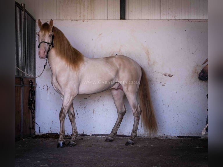 PRE Hengst 5 Jaar 171 cm Perlino in Rafelguaraf