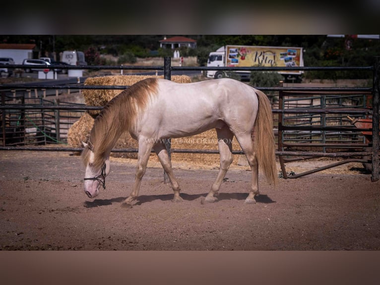 PRE Hengst 5 Jaar 171 cm Perlino in Rafelguaraf