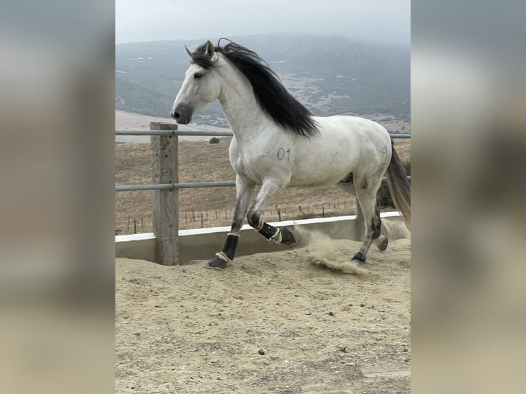 PRE Mix Hengst 5 Jaar 172 cm Schimmel in Übersee