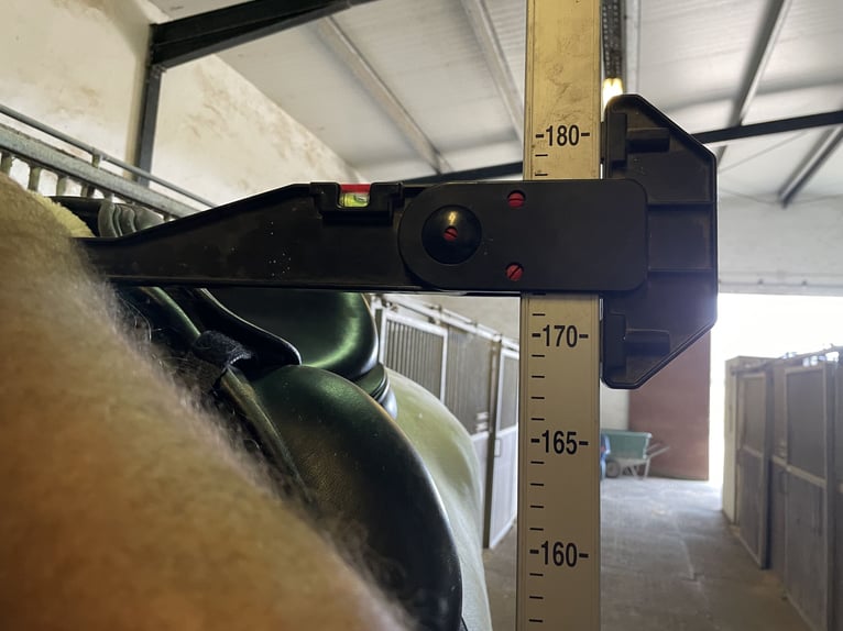 PRE Mix Hengst 5 Jaar 172 cm Schimmel in Übersee