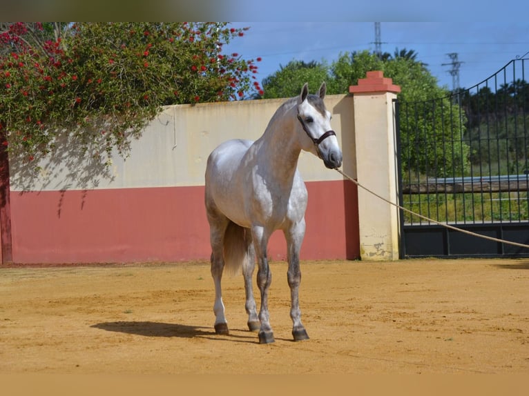 PRE Hengst 5 Jaar 172 cm Schimmel in Fuentes De Andalucia