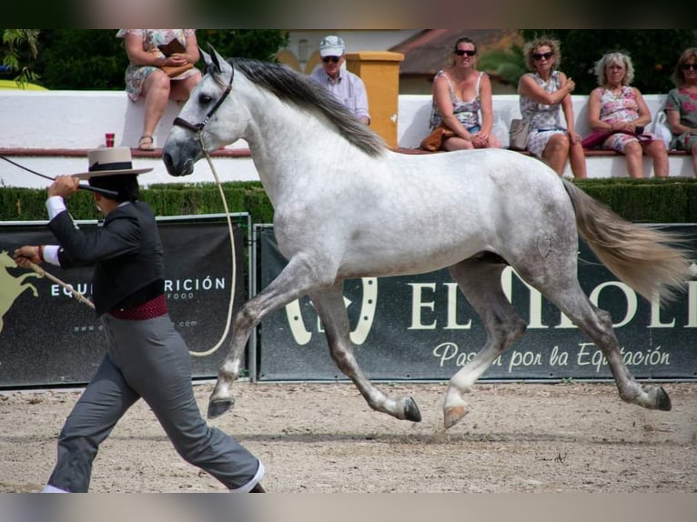 PRE Hengst 5 Jaar 172 cm Schimmel in Fuentes De Andalucia