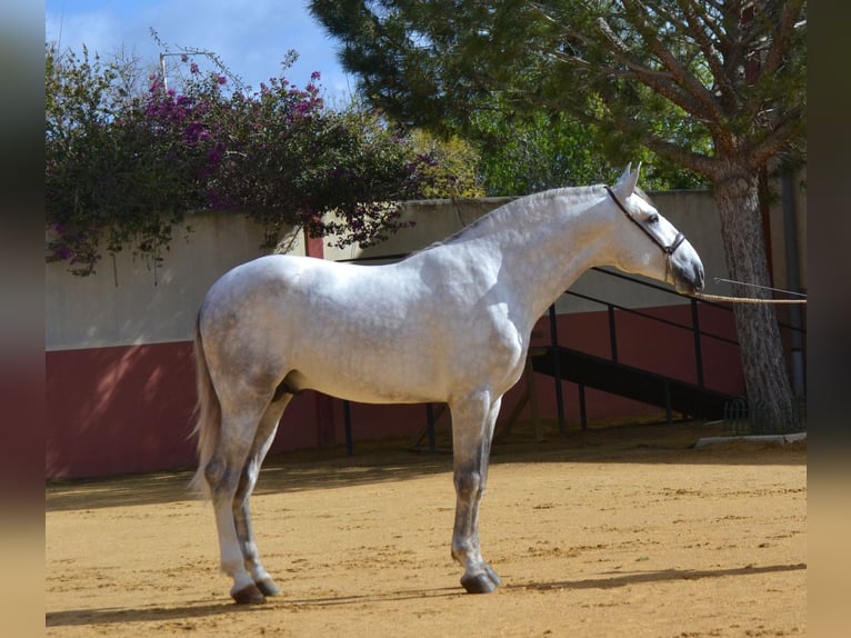 PRE Hengst 5 Jaar 172 cm Schimmel in Fuentes De Andalucia