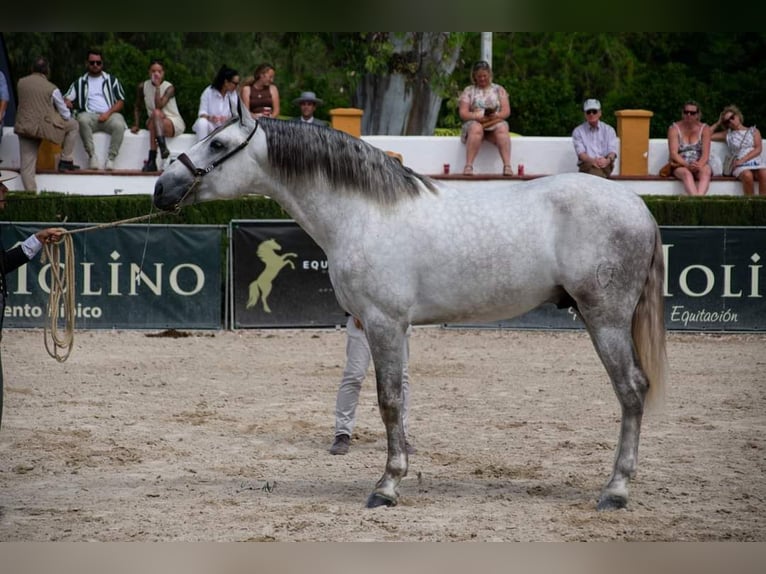 PRE Hengst 5 Jaar 172 cm Schimmel in Fuentes De Andalucia