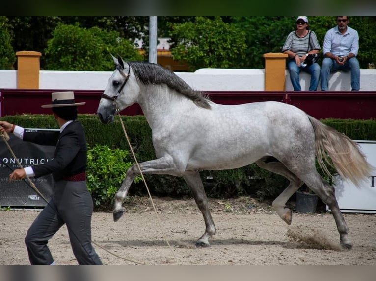 PRE Hengst 5 Jaar 172 cm Schimmel in Fuentes De Andalucia