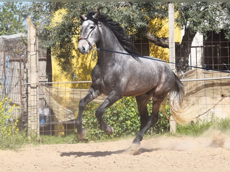 PRE Hengst 5 Jaar 172 cm Schimmel in Provinz Granada