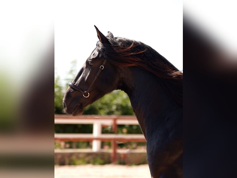 PRE Hengst 5 Jaar 172 cm Zwart in El Catllar