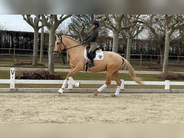 PRE Hengst 5 Jaar 173 cm Palomino in León