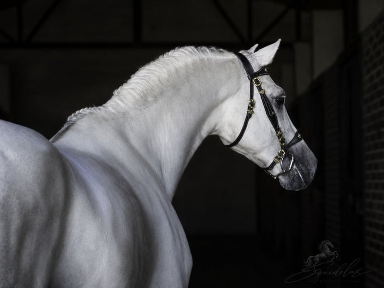 PRE Mix Hengst 5 Jaar 173 cm Wit in MADRID
