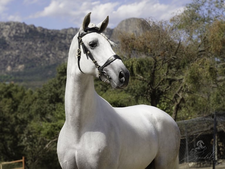 PRE Mix Hengst 5 Jaar 173 cm Wit in MADRID